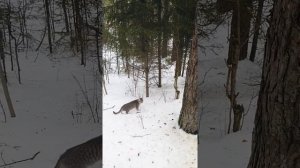 Рысь в лесу, Краснотурьинск, Свердловская область ?