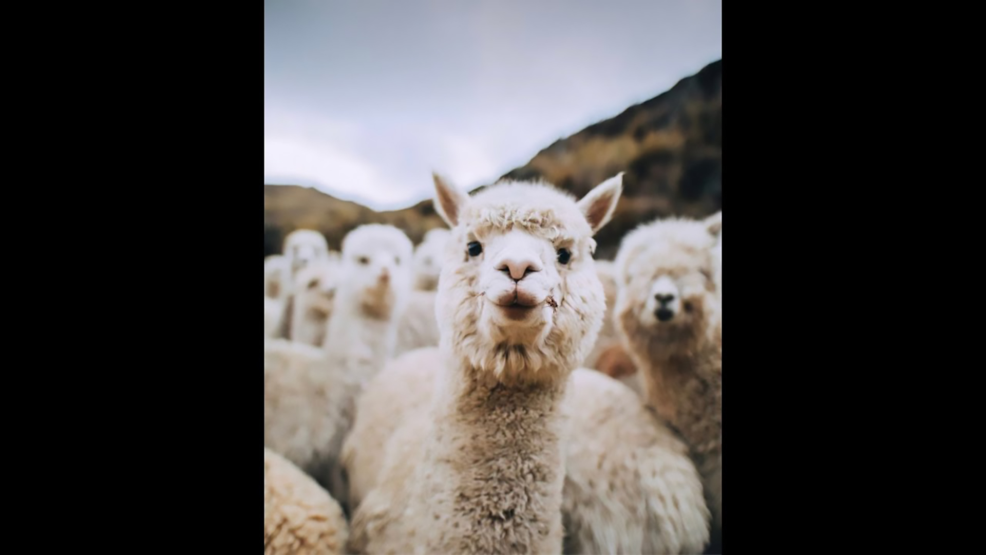 В ГОСТЯХ У АЛЬПАК смотреть онлайн