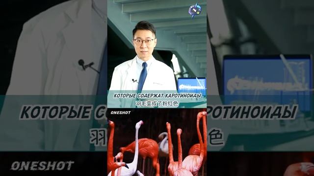 Какого цвета птица фламинго? смотреть онлайн