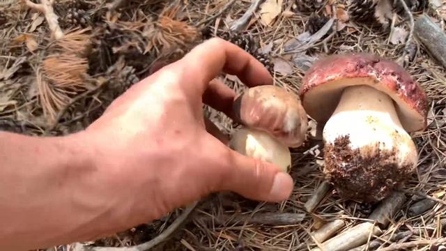 MARAVILLA DE BOLETUS PINOPHILUS!!! RECOMPENSA POR PATEADA!! boletus #boletuspinicola #boletusedulis смотреть онлайн