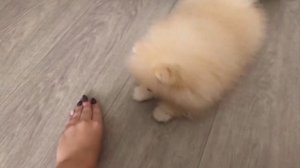 КАК НАУЧИТЬ СОБАКУ/ЩЕНКА КОМАНДЕ СИДЕТЬ, ЛЕЖАТЬ? Померанский шпиц.