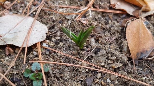 정원 분홍 무스카리 새싹 | Muscari armeniacum | Pink sunrise, pink grape hyacinth смотреть онлайн