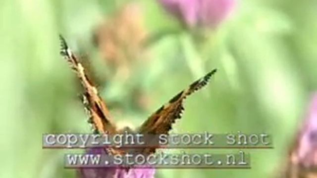 Small Tortoiseshell (aglais urticae) butterfly смотреть онлайн