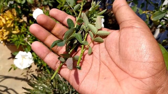 TOP 5 ROSE GARDENING SECRET TIPS | Best Fertilizer For Rose Plant & Care Tips смотреть онлайн