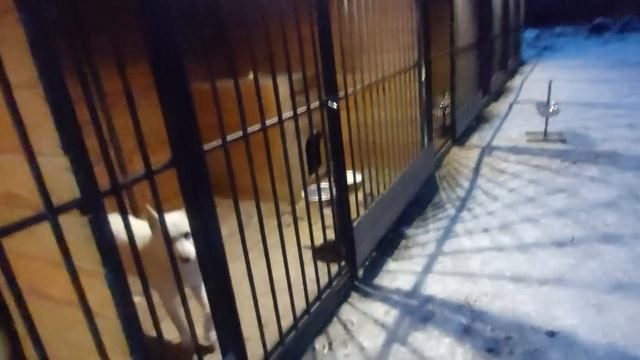 Щенки теперь без матери смотреть онлайн