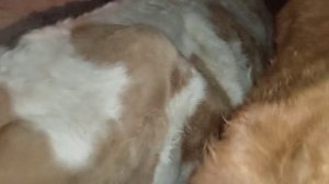 КАК ОПРЕДЕЛИТЬ СКОРЫЙ ОТЕЛ У КОРОВЫ?. КОГДА ЖДАТЬ ОТЕЛА.