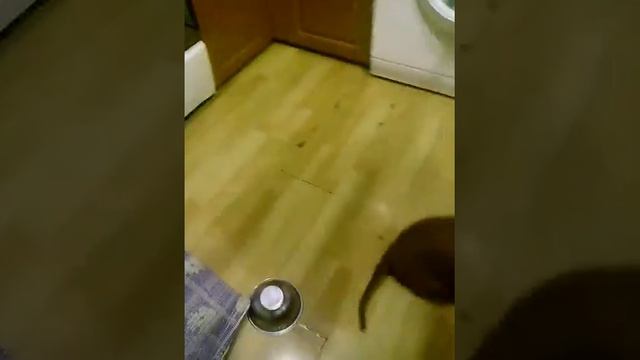 такса dina смотреть онлайн