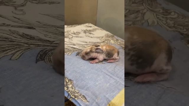 Вислоухие карликовые крольчата окрол 4.03.2021 смотреть онлайн