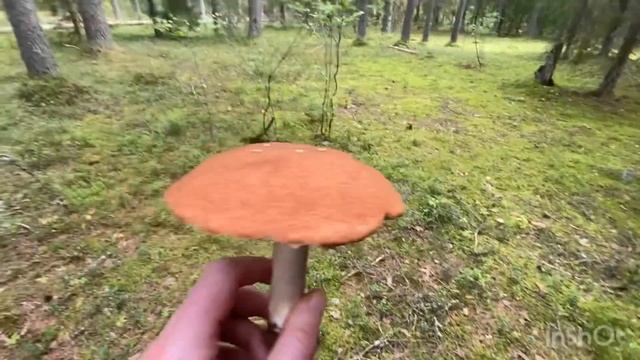 ?НАРВАЛСЯ НА НЕТРОНУТЫЙ ЛЕС! БОРОВЫЕ ПОДОСИНОВИКИ ПОЛЯНАМИ! НЕРЕАЛЬНО КРАСИВЫЕ ГРИБЫ!? Грибы 2023 смотреть онлайн