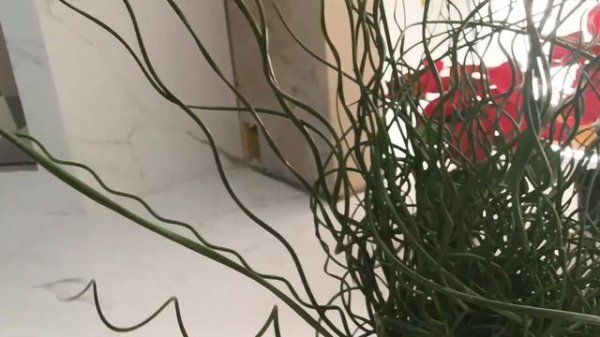 Juncus spiralis ( como cultivar )