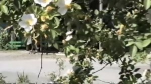 Новочеркасск 31 05 1995