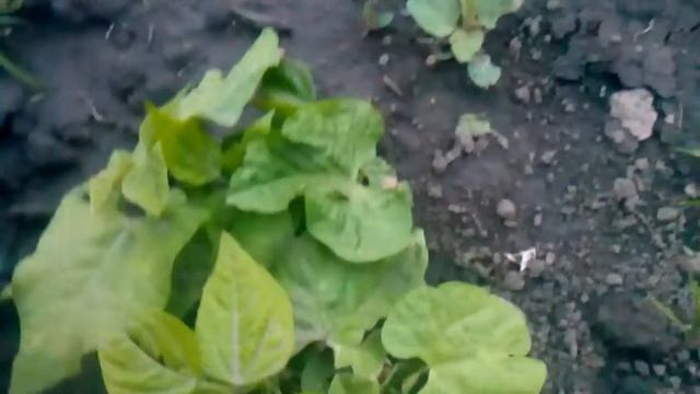 Ирисы, огород и бузина. смотреть онлайн