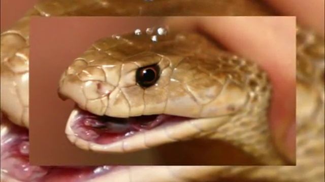 Самые большие ядовитые змеи смотреть онлайн