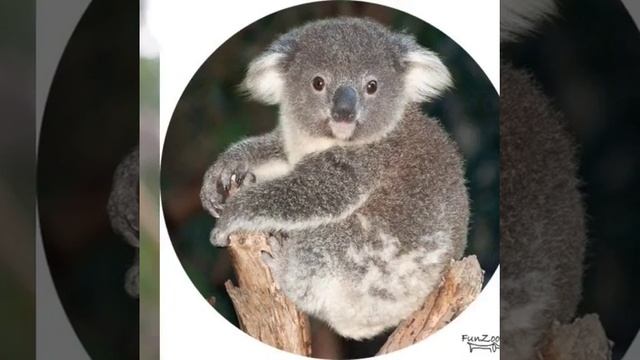 Милашки.Самые милые животные на свете. смотреть онлайн