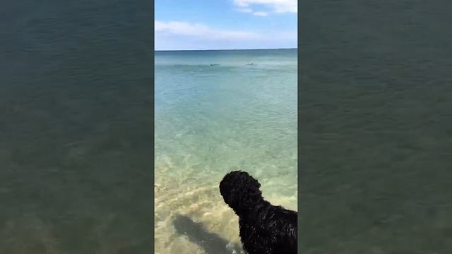 Дельфины в Рассейке смотреть онлайн