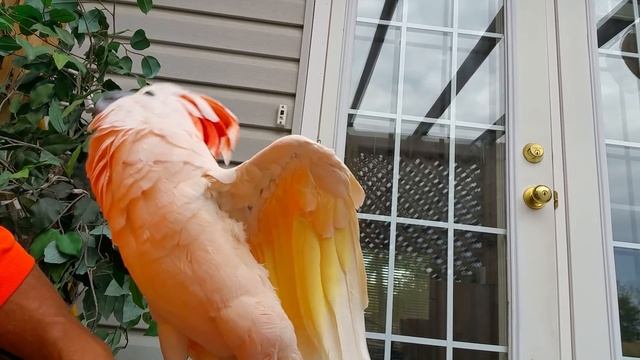 Pebble talks cars смотреть онлайн