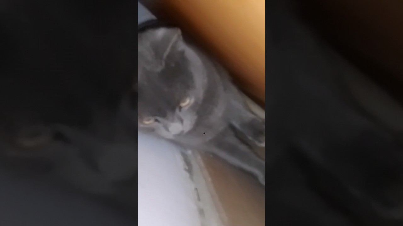 домик кошки розы за ящиком #mem #кошки #cat #shots #tiktok смотреть онлайн