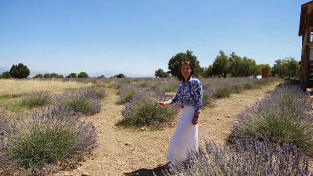 Незнакомая Турция. Лавандовые поля смотреть онлайн