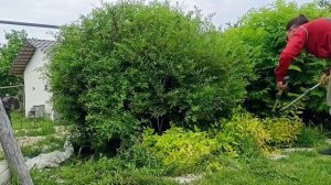 Обрезка спиреи Серой Grefsheim. Весна.