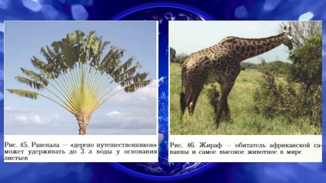 География 7кл. §18 "Растительный и животный мир Земли" смотреть онлайн