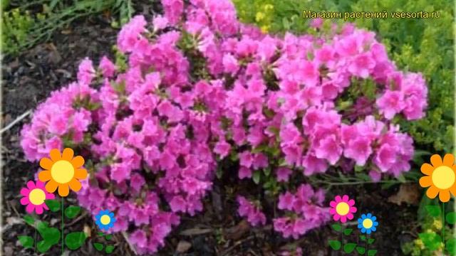 Азалия японская Гейша Роза. Краткий обзор, описание характеристик azalea japonica Geisha Rosa смотреть онлайн