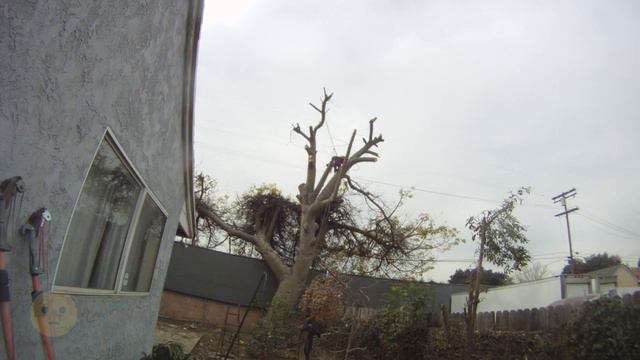 Tree Removal Service w/ Average Cost Prices For Trees + Stump Limb Removing - Time Lapse | MySuLonE смотреть онлайн