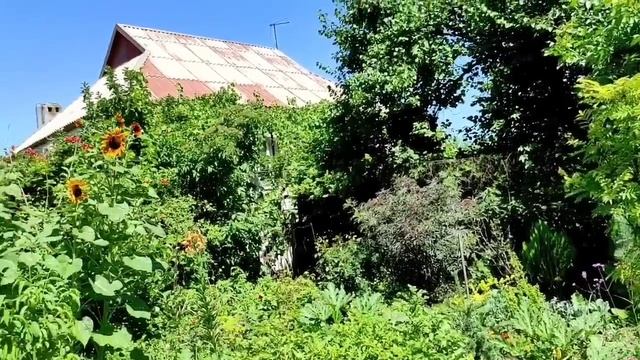 Сходили в гости. Оранжерея дома. смотреть онлайн