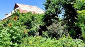 Сходили в гости. Оранжерея дома.