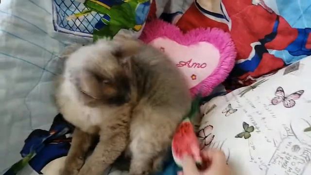 Когда кошка Софа хочет спать, но хозяйка пристает с игрушкой смотреть онлайн