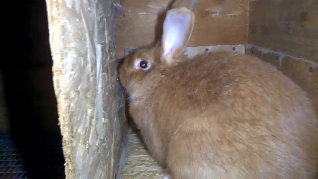 Ночной Дозор - ночной обход ! Потери в хозяйстве , причина и устранение . смотреть онлайн