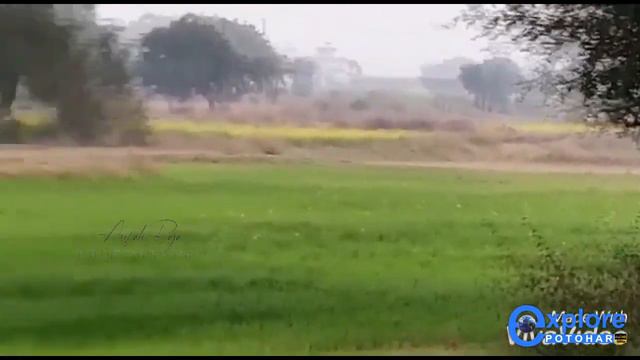 صيد الأرانب 2022 | Greyhound Rce Of The Day | Hare Hunting |Amazing Hare Speed ! Khargosh Ka Shikar смотреть онлайн