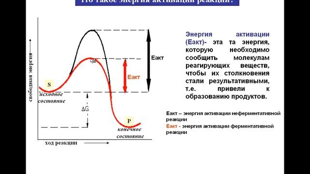 ФЕРМЕНТЫ 5.Основы ферментативного катализа. Кинетика ферментативных реакций.