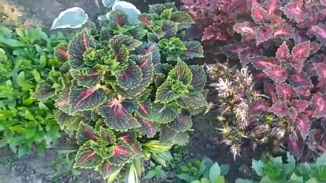 Мои колеусы в августе смотреть онлайн