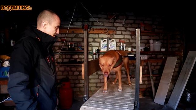 Сухие корма или Натуралка/ИМХО/#беговаядорожкадлясобаки#apbt#апбт#питбуль#пит #питультерьер смотреть онлайн