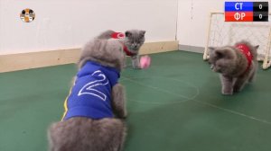 33 Котёнка - СМЕШНЫЕ КОТЫ КОТЯТА ИГРАЮТ В ФУТБОЛ ЧЕМПИОНАТ МИРА 2022! CATS KITTENS PLAYING FOOTBALL