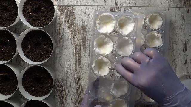 Перцы проклюнулись и справляют новоселье смотреть онлайн