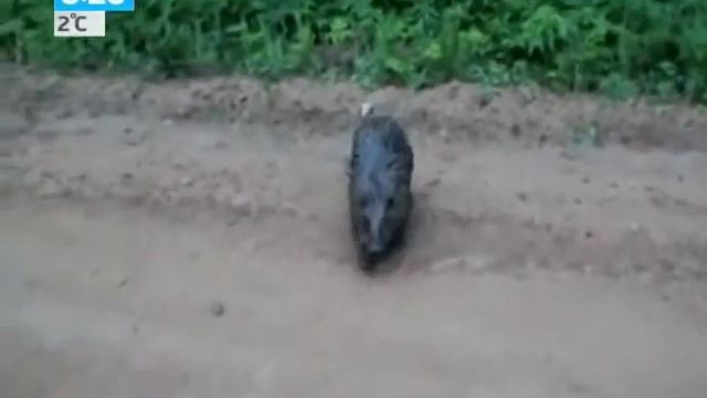 Нападение бобра на человека Видео смотреть онлайн