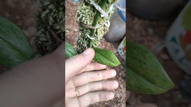 Scindapsus Treubii Moonlight Varigata 6 Daun смотреть онлайн