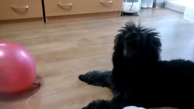 как сделать, чтобы собака не боялась воздушных шариков смотреть онлайн