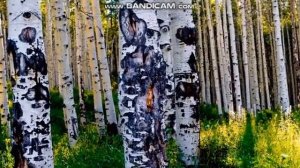 От чего так в России березы растут.