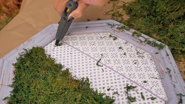 Дизайн за 100 баксов.  Лайфхаки.  Живой мох в вашем интерьере