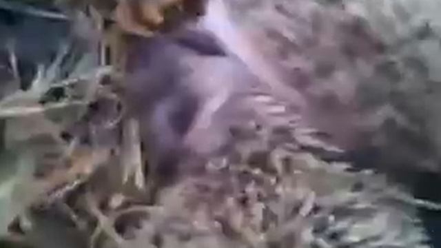 Маленькие ежата - little hedgehog смотреть онлайн