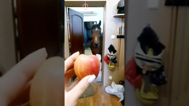 Мастер на все копыта!? смотреть онлайн