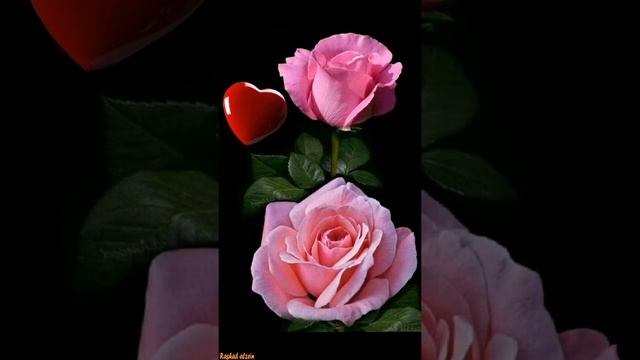 يا زهرة في خيالي فريد الاطرش смотреть онлайн