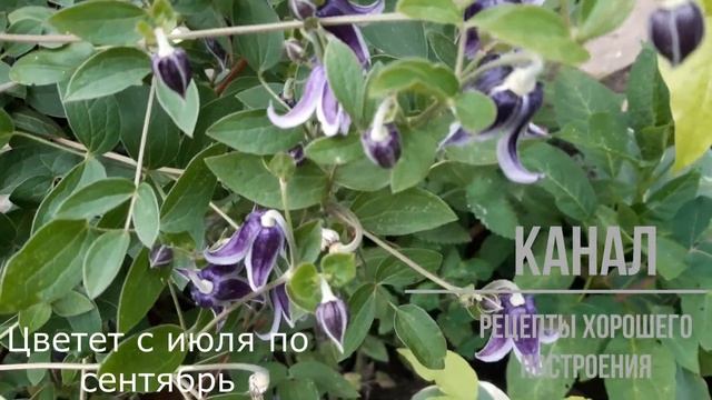 Клематис Ян Фопма 14 06 2020 (Clematis Jan Fopma) смотреть онлайн