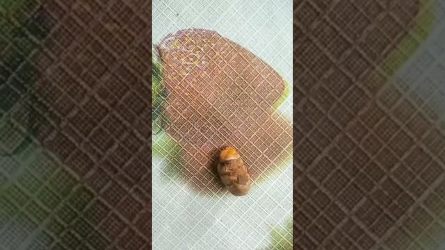 DAY1 DIY Winter Face Mask Used: Potato,lemon Juice,milk,turmeric #diy #facemask #winterfacepack