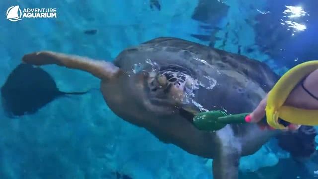 Sea Turtle Awareness Weekend 2021 смотреть онлайн
