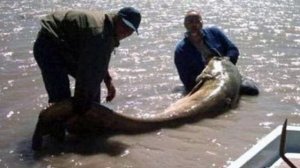 Топ-7 самых больших сомов в мире! Рекордно большие сомы которые когда либо ловили.