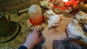 Цыплята бройлеры 14 -21 день. Часть-2.  Выращивание цыплят бройлеров в простых домашних  условиях.