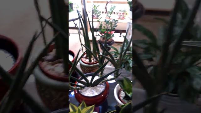 Sansevieria Collection смотреть онлайн